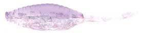 Bass Assassin Tiny Shad 1.5" 15pk